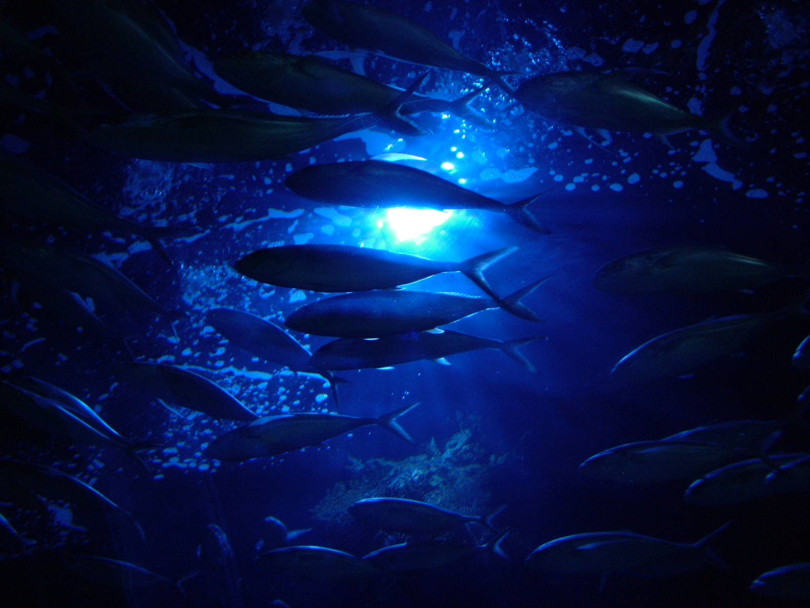 Blue Runner Shoal at Oceanografic, 29/05/11