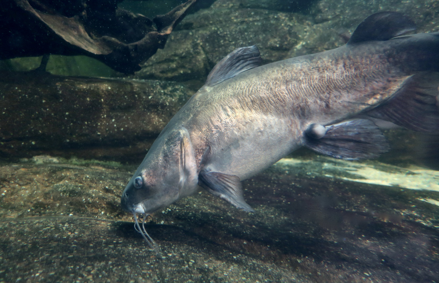 Blue Salmon Catfish (Neoarius graeffei)