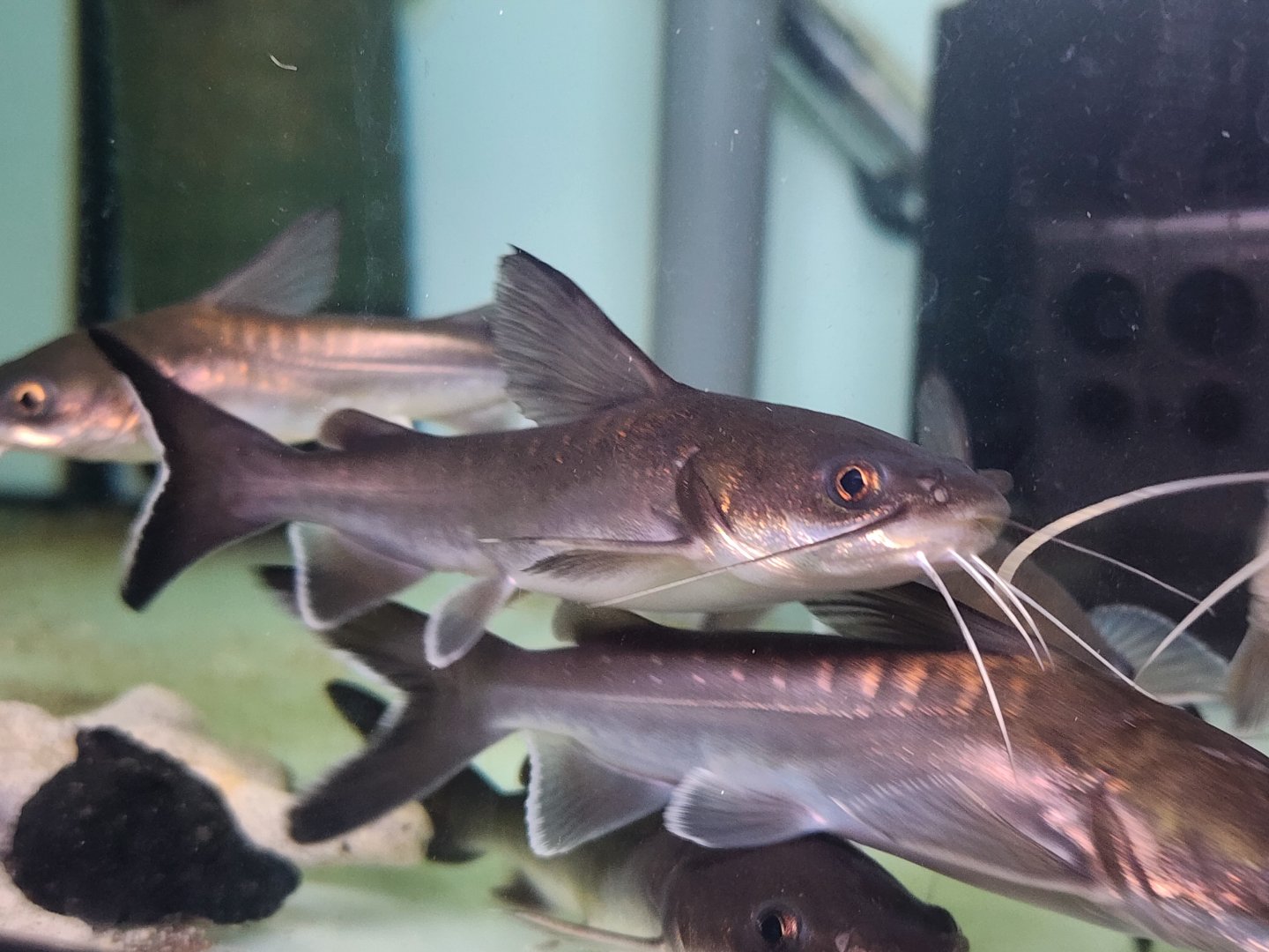 Blue Salmon Catfish (Neoarius graeffei)