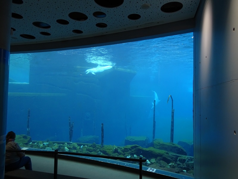 Blue Saloon: Bottle-nosed dolphin enclosure