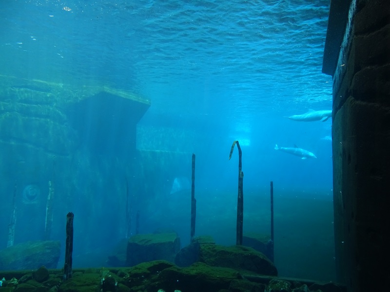 Blue Saloon: Bottle-nosed dolphin enclosure