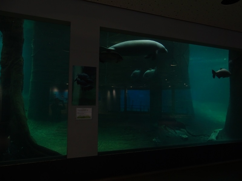 Blue Saloon; Manatee underwater viewing