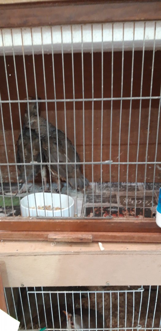 Blue Scales Quail Callipepla squamata