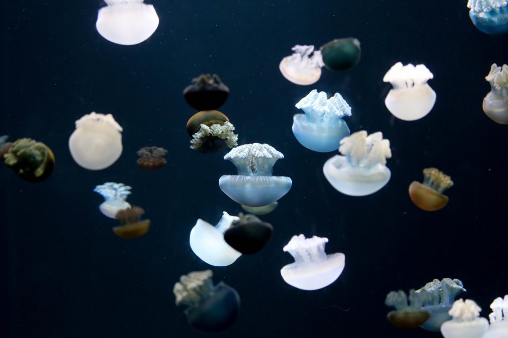 Blue Sea Jellies