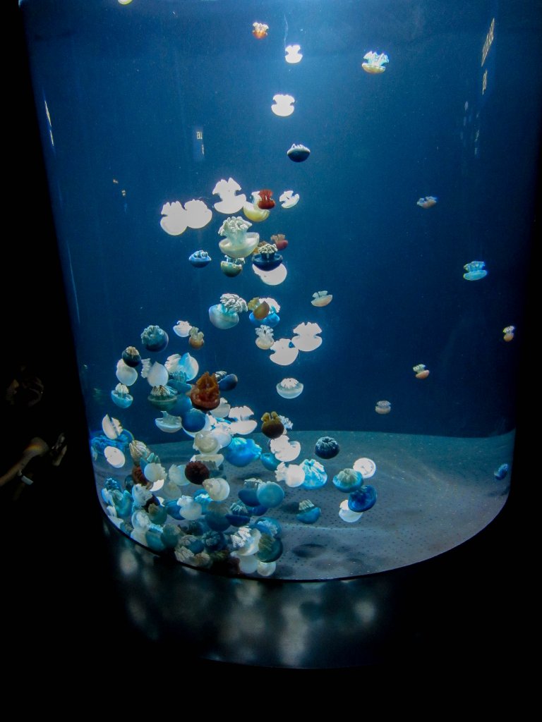 Blue Sea Jellies