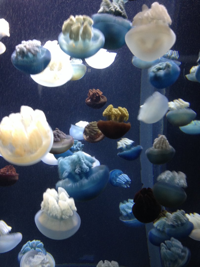 Blue Sea Jelly (Calostylus mosaicus)