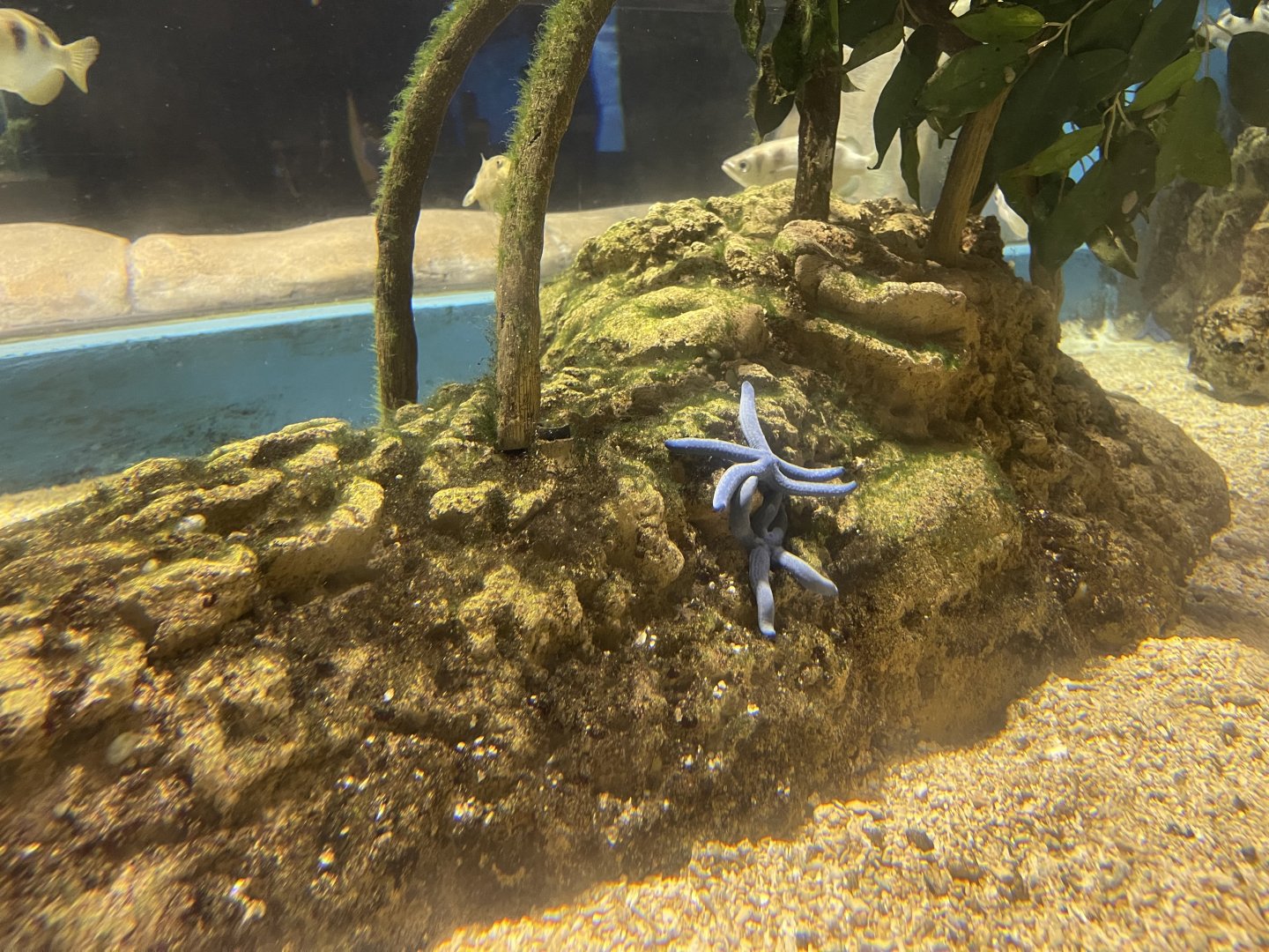 blue sea stars (linckia laevigata)