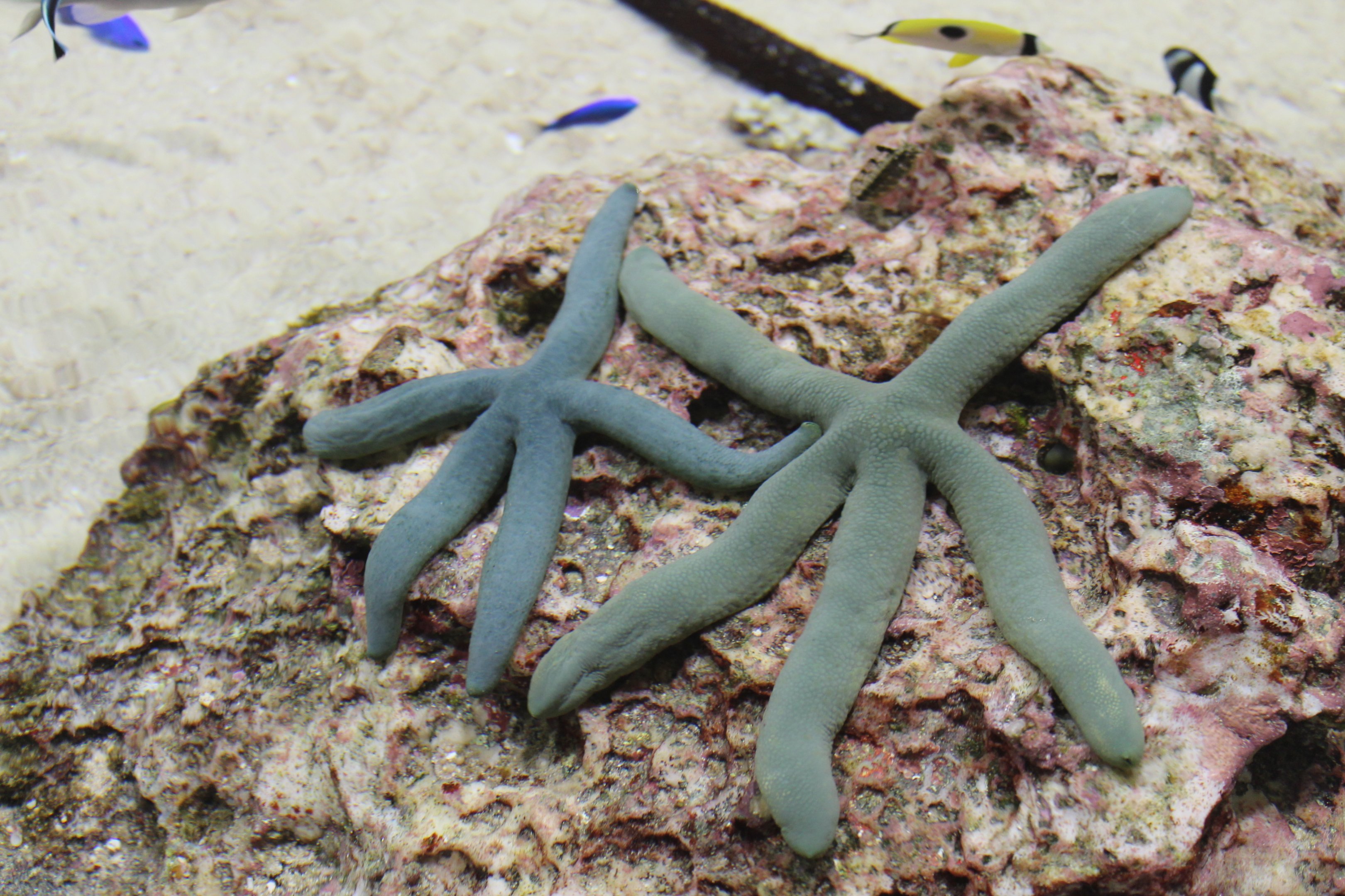Blue Sea Stars (Linckia laevigata)