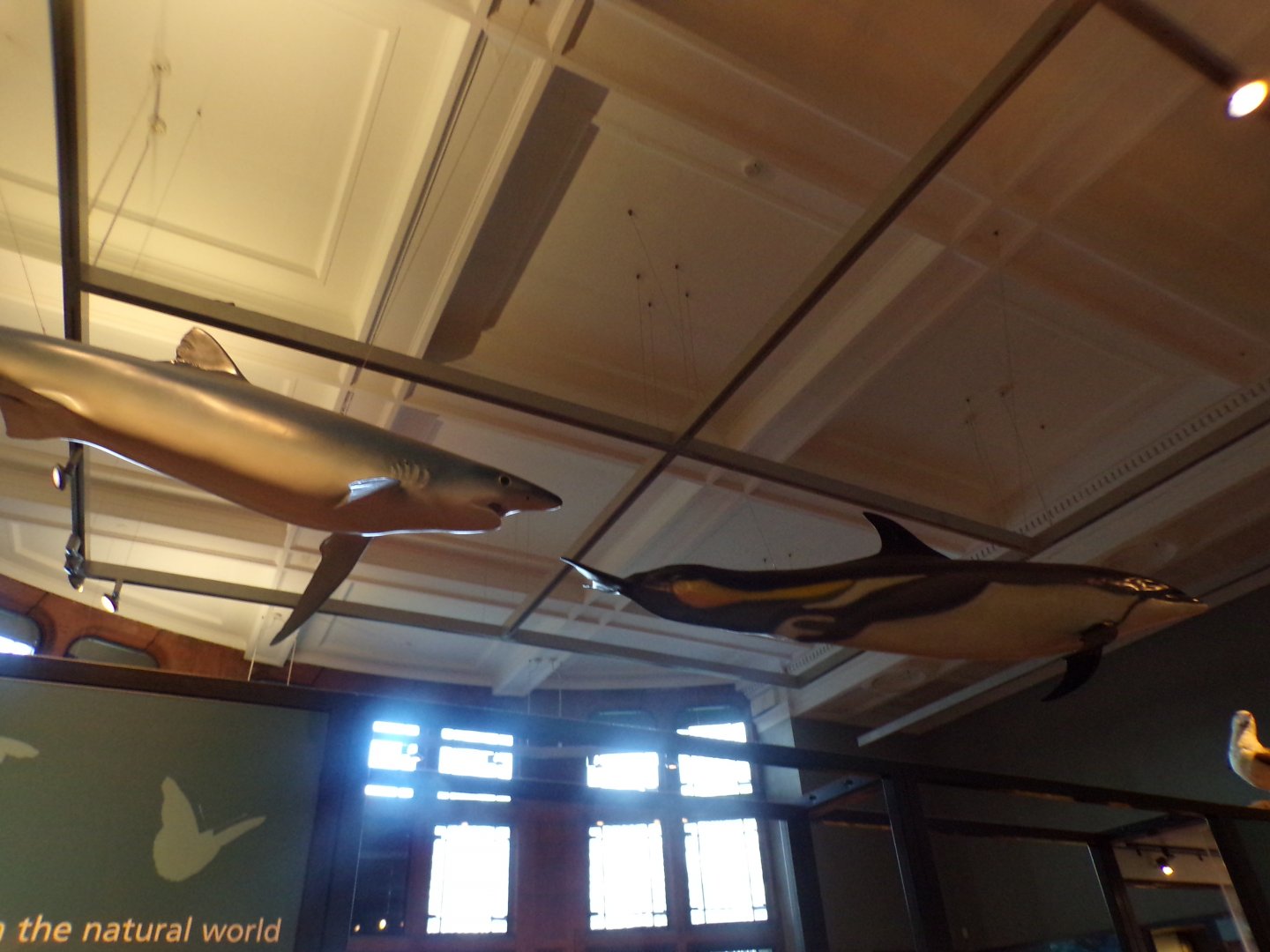 Blue shark and dolphin (not sure of species) (taken at Kelvingrove museum) 12.2.24