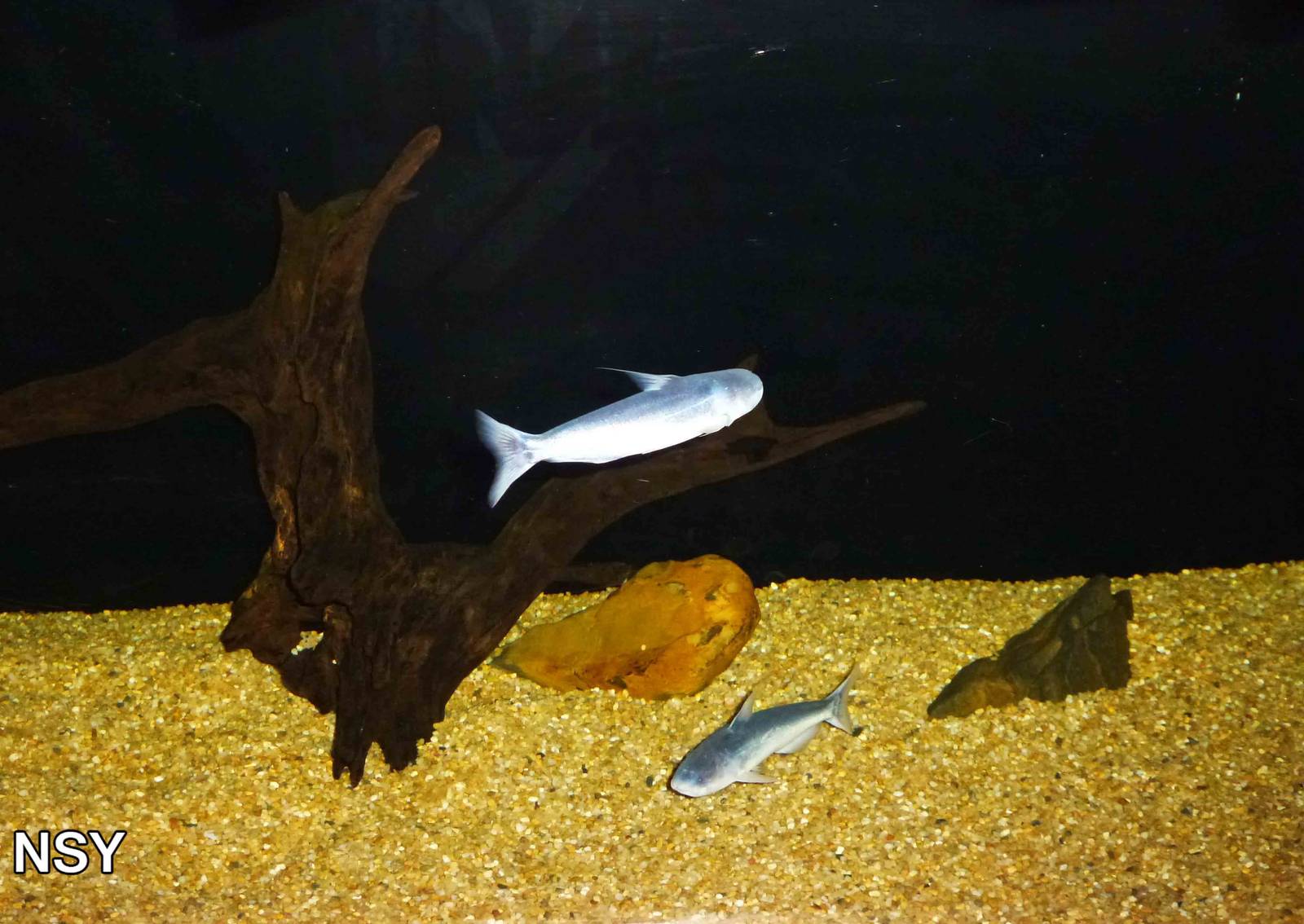 Blue shark catfish, June 2013.