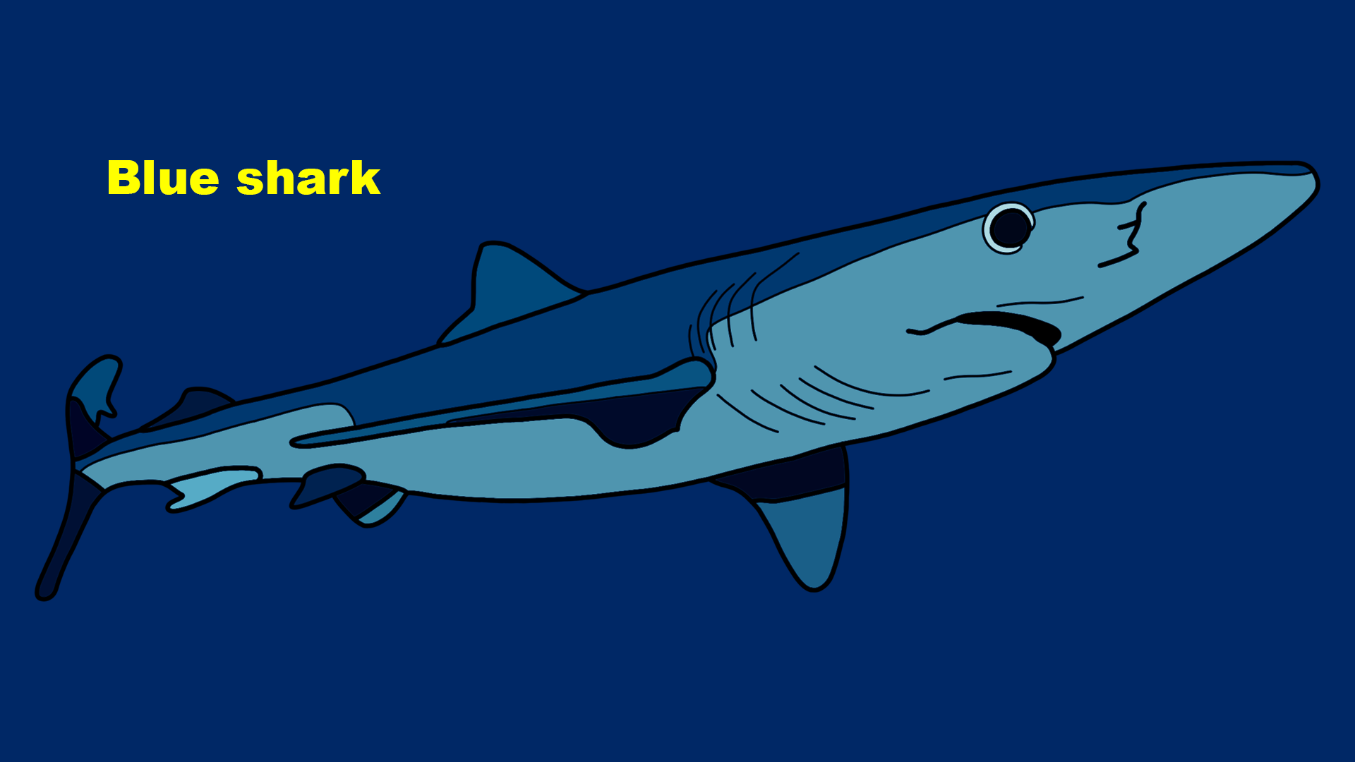 Blue shark (Prionace glauca)