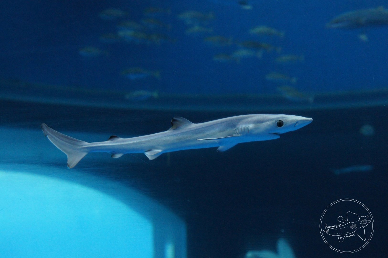Blue Shark (Prionace glauca)