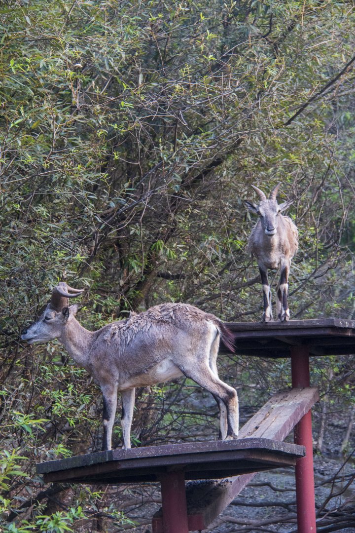 Blue sheep and enrichment climbing structures