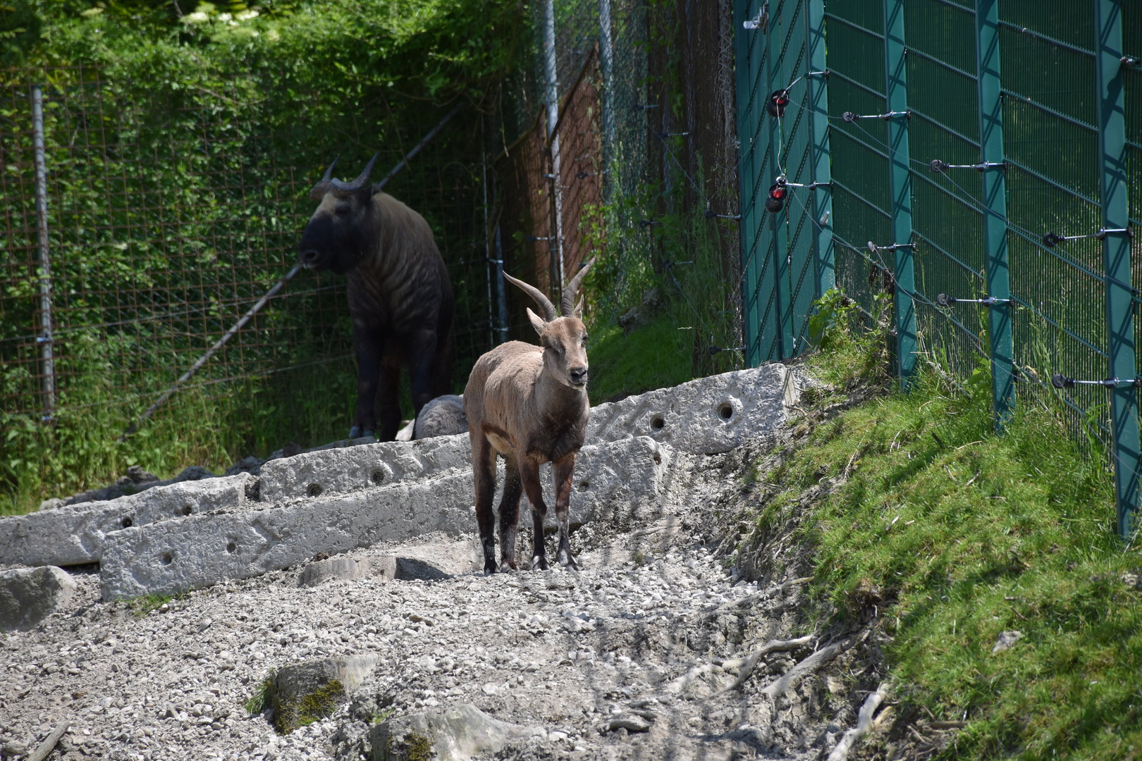 Blue sheep and Mishmi takin