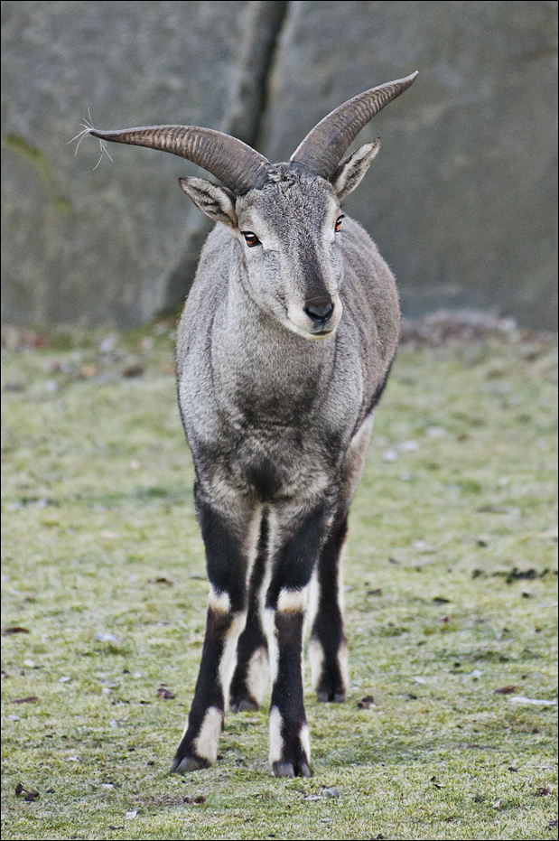 Blue sheep at Berlin Tierpark