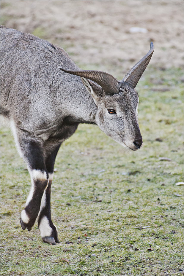 Blue sheep at Berlin Tierpark