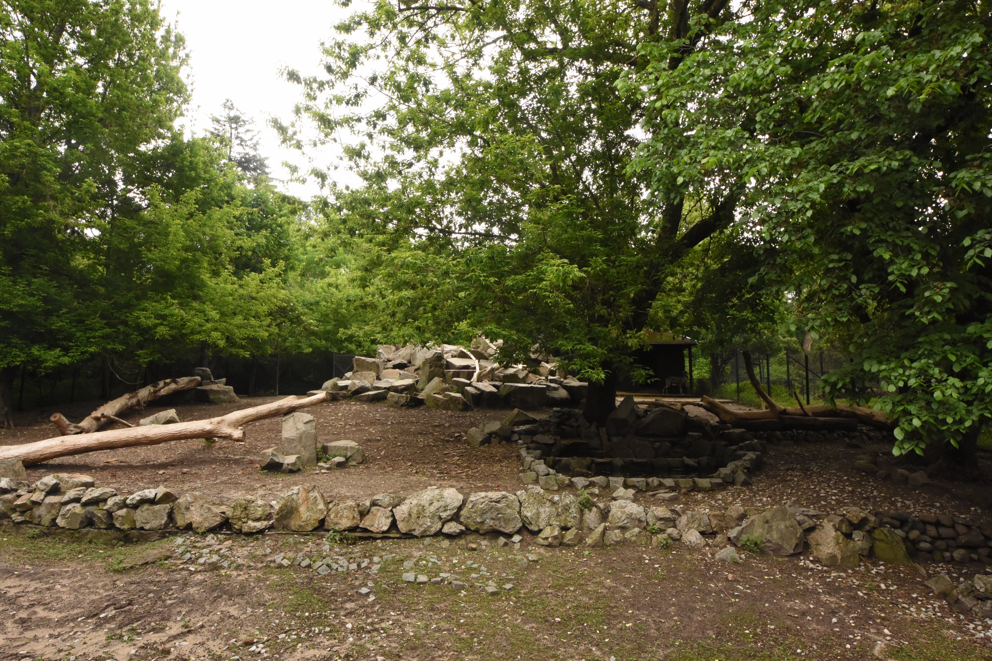 Blue sheep enclosure