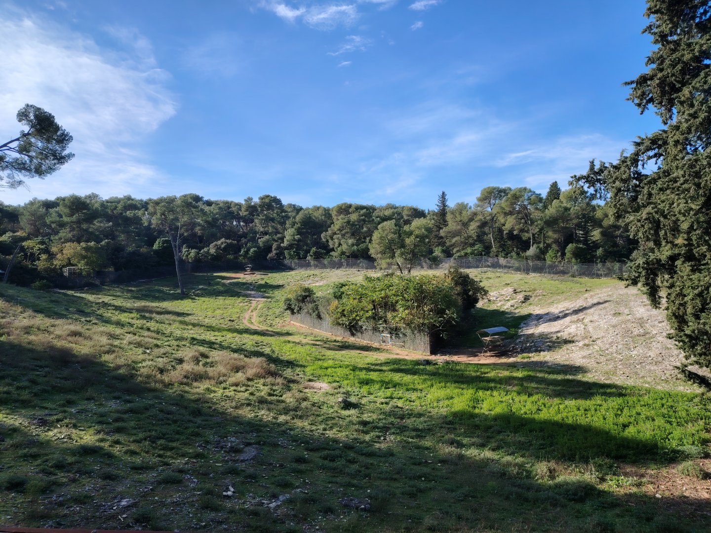 Blue sheep (Pseudois nayaur) Exhibit