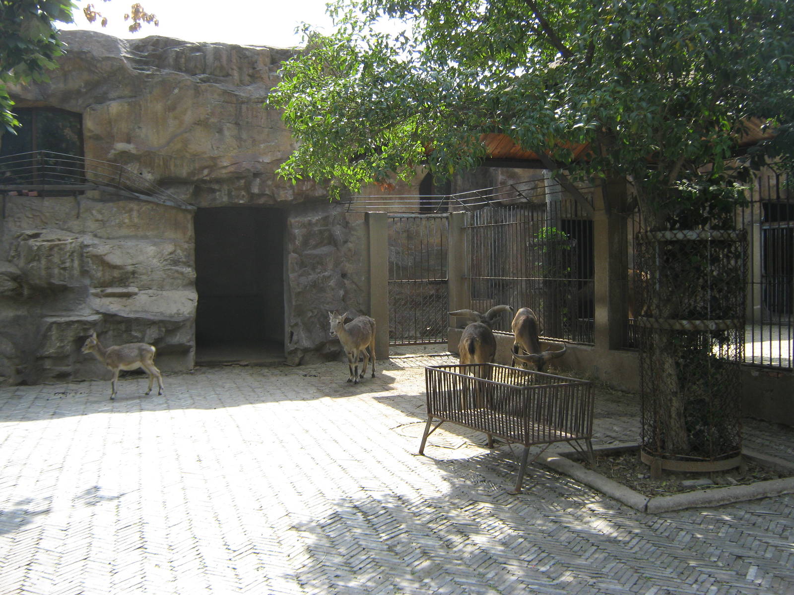 blue sheep (Pseudois nayaur) pen