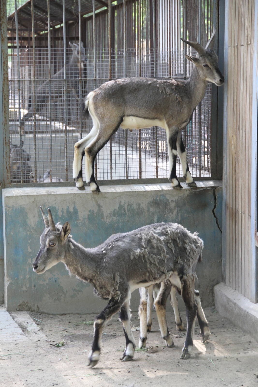 Blue Sheep (Pseudois nayaur)