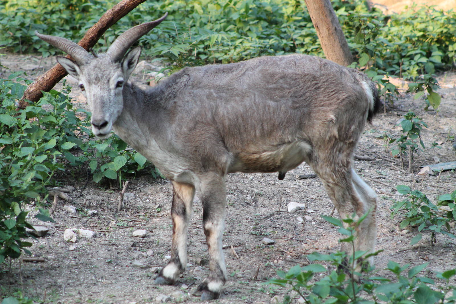 blue sheep (Pseudois nayaur)