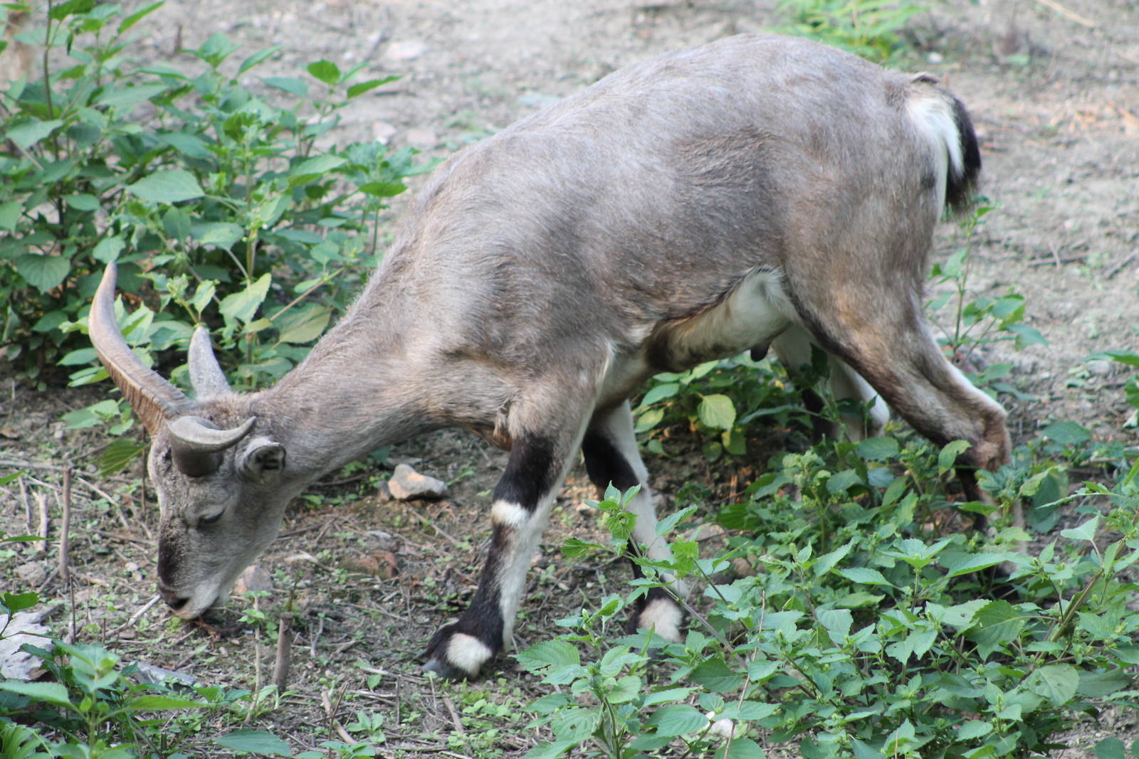 blue sheep (Pseudois nayaur)