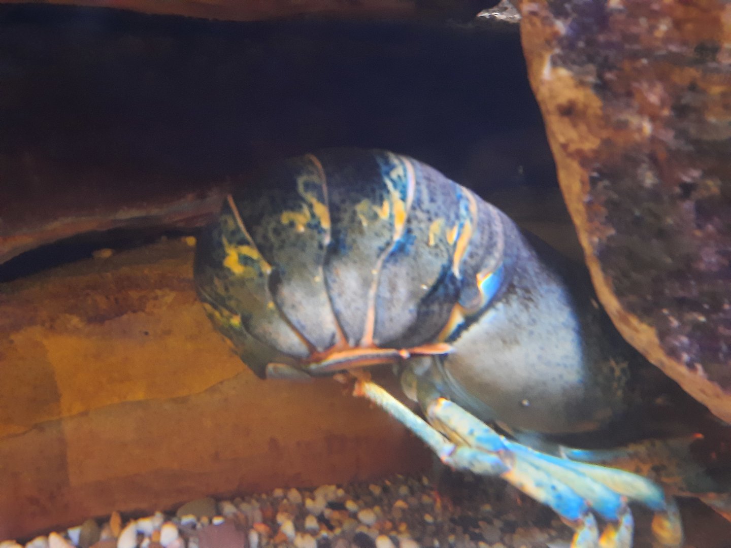 Blue Shelled Lobster