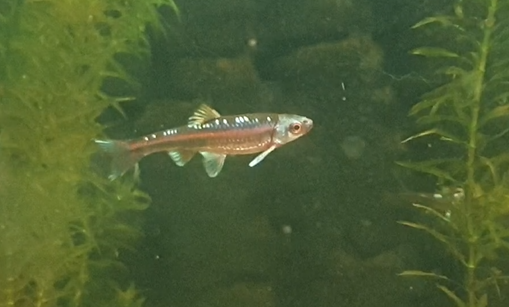 Blue shiner -  Cyprinella  caerulea