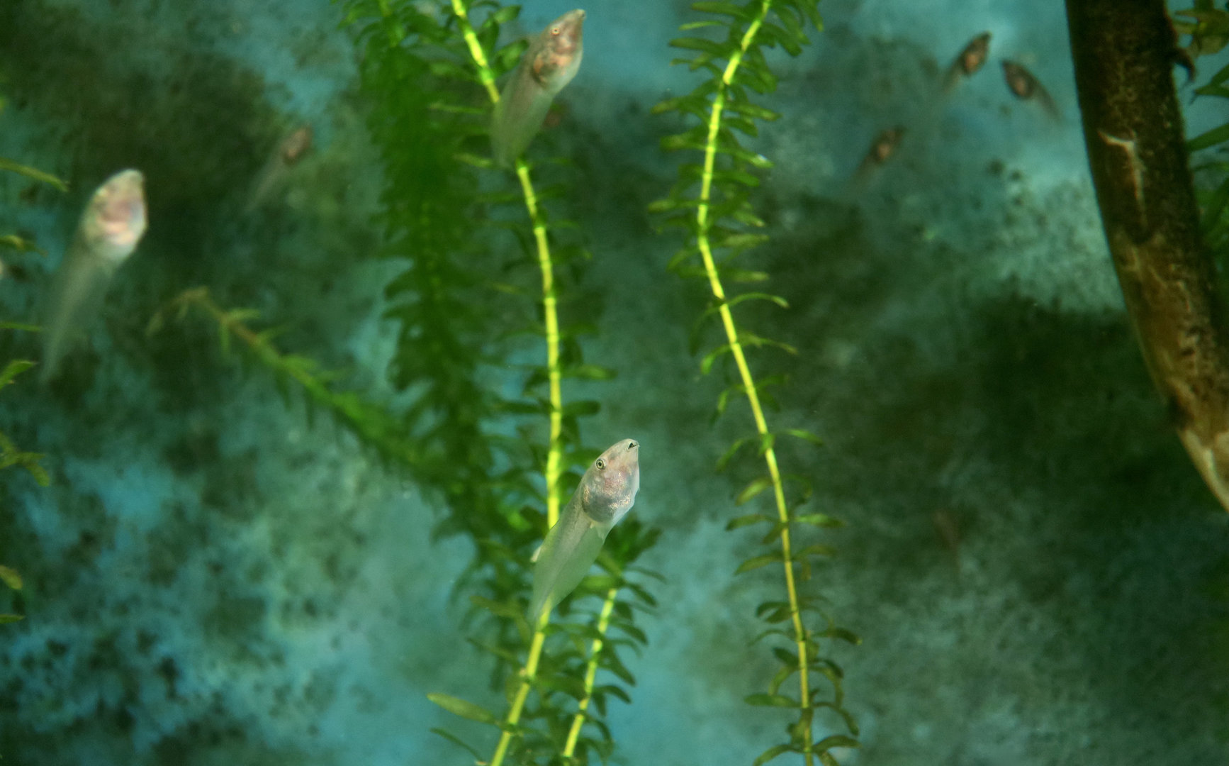 Blue-Sided Leaf Frog (Agalychnis annae) tadpoles