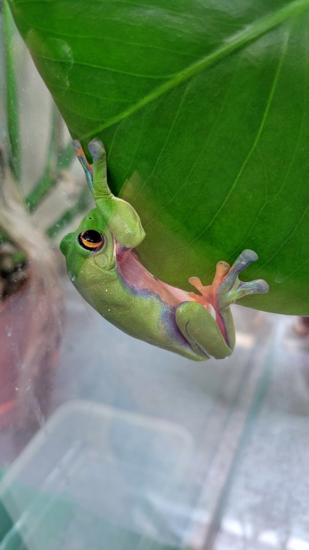 Blue-sided leaf frog (Agalychnis annae)