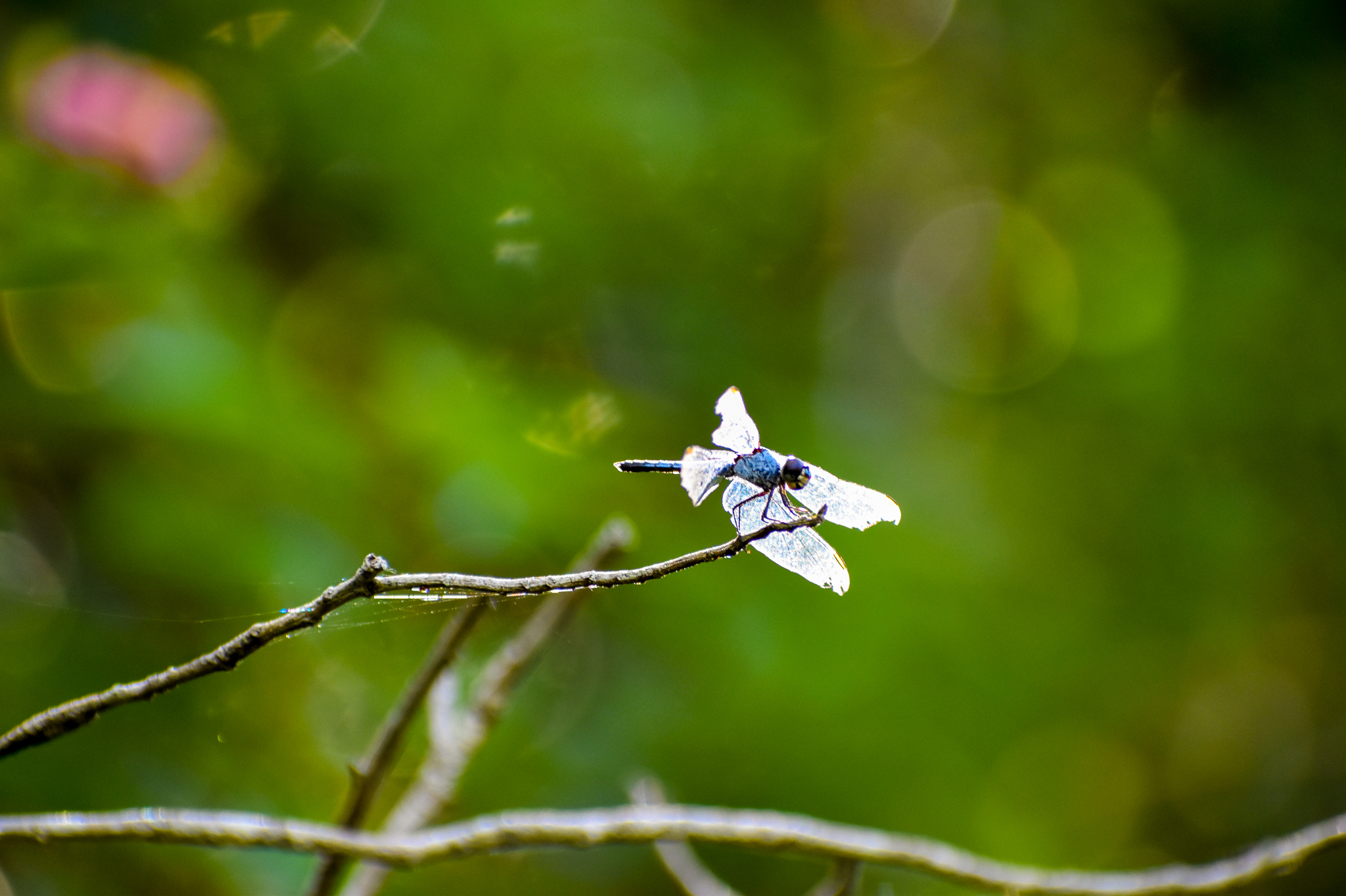 Blue Skimmer (Orthetrum caledonicum)