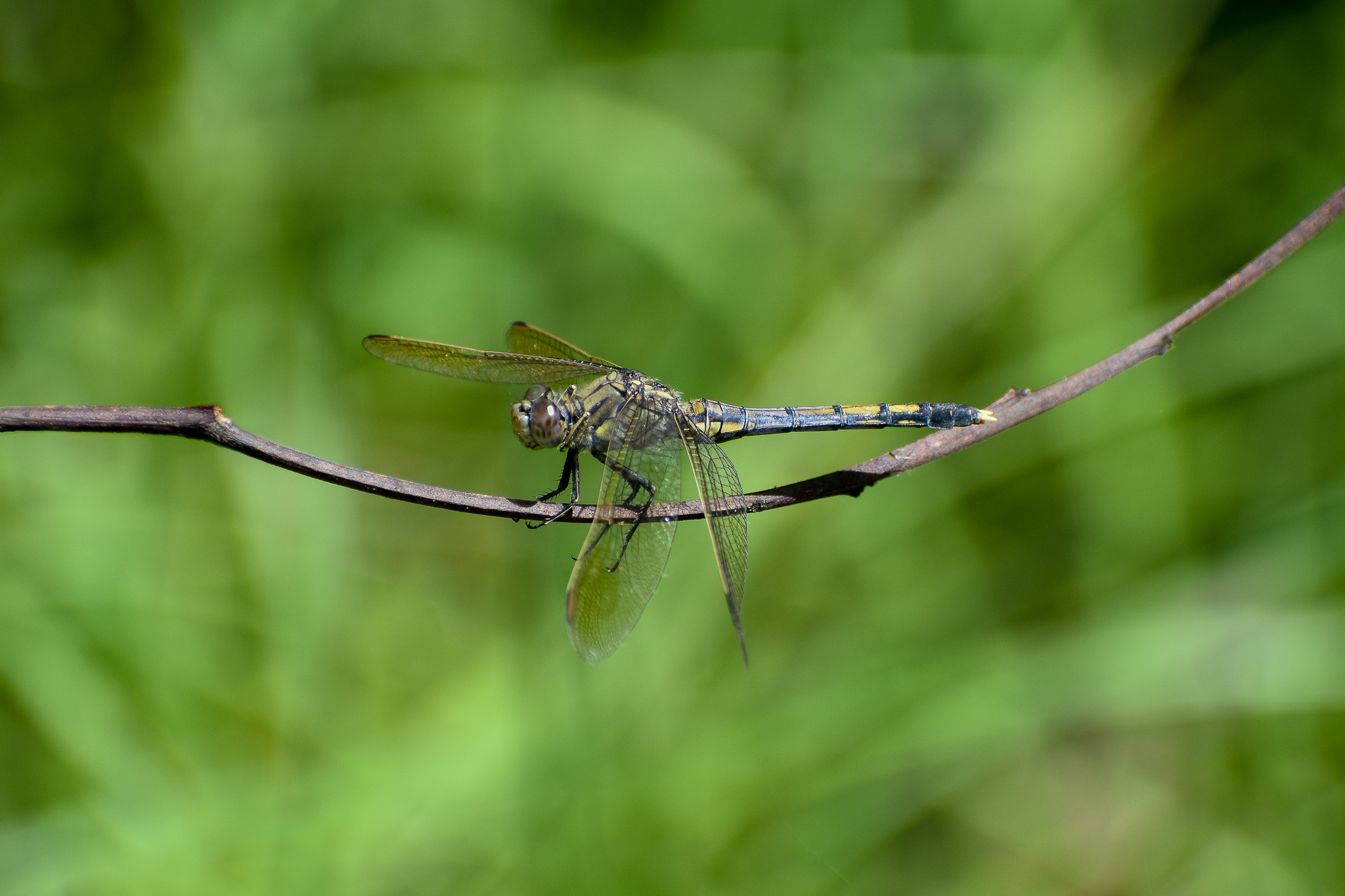 Blue Skimmer (Orthetrum caledonicum)