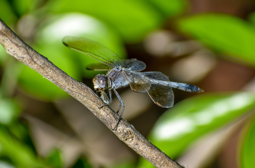 Blue Skimmer, Orthetrum caledonicum