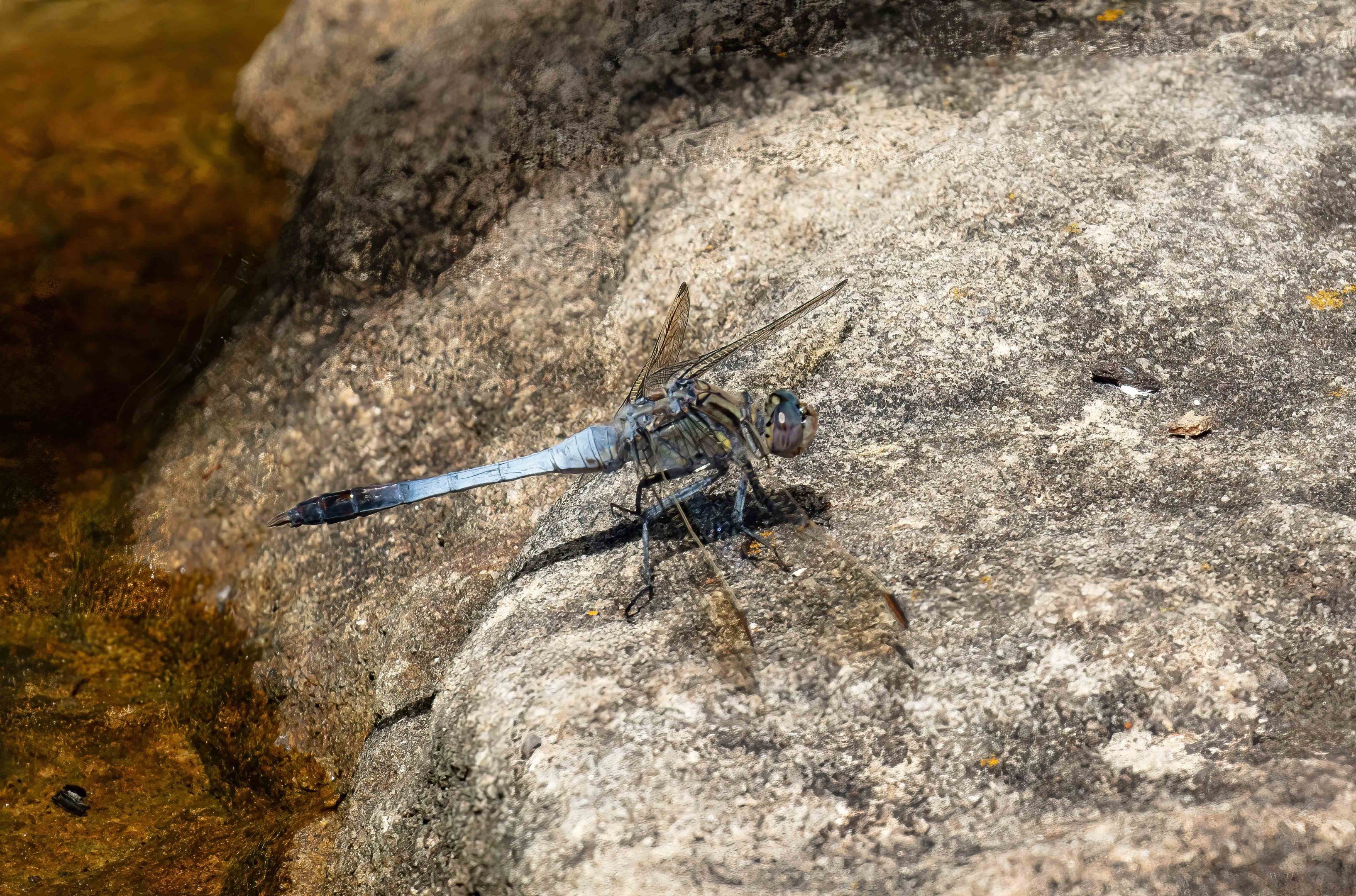 Blue Skimmer