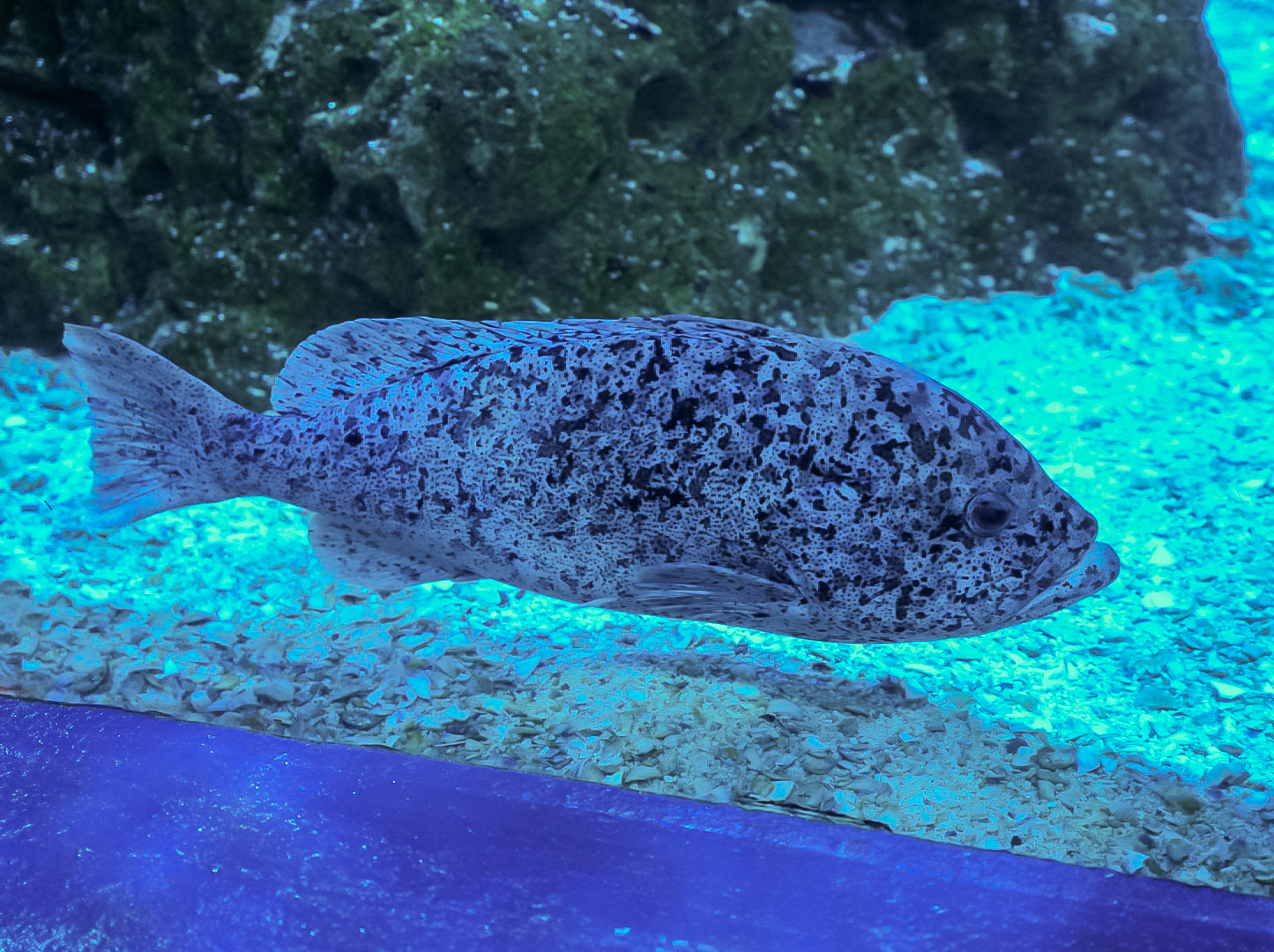 Blue Speckled Grouper