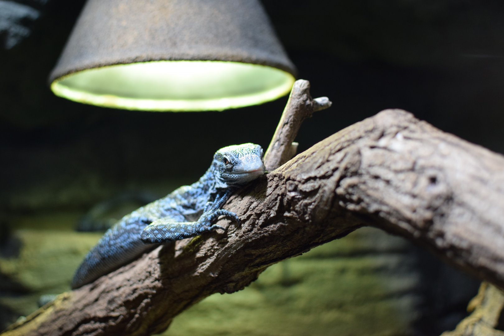 Blue speckled tree monitor