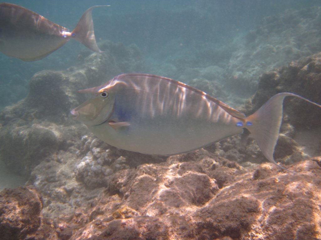 Blue-spine Surgeonfish (Naso unicornis)