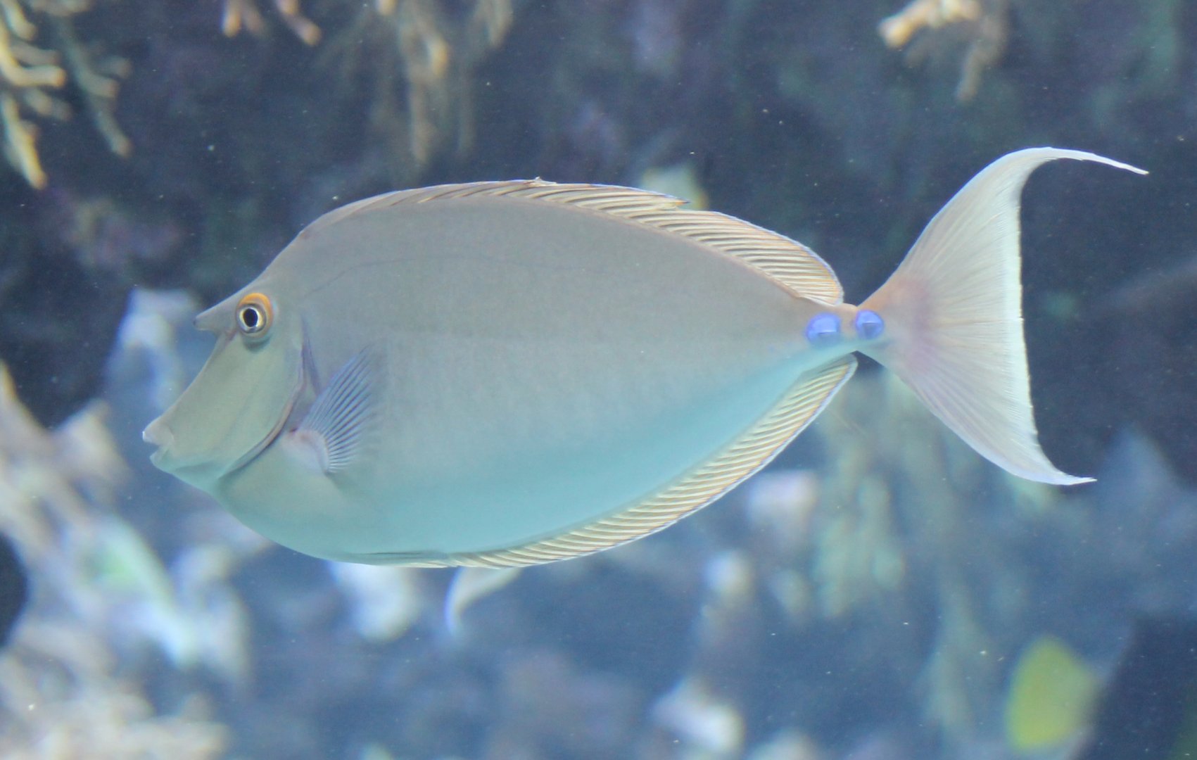 Blue-spine unicornfish - Naso unicornis