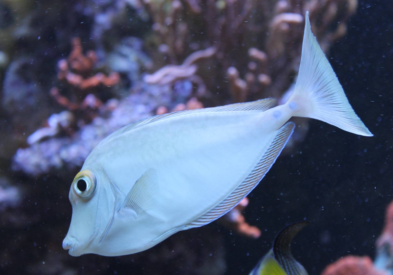 Blue-spined unicorn fish
