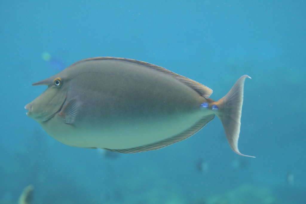 Blue-spined Unicornfish