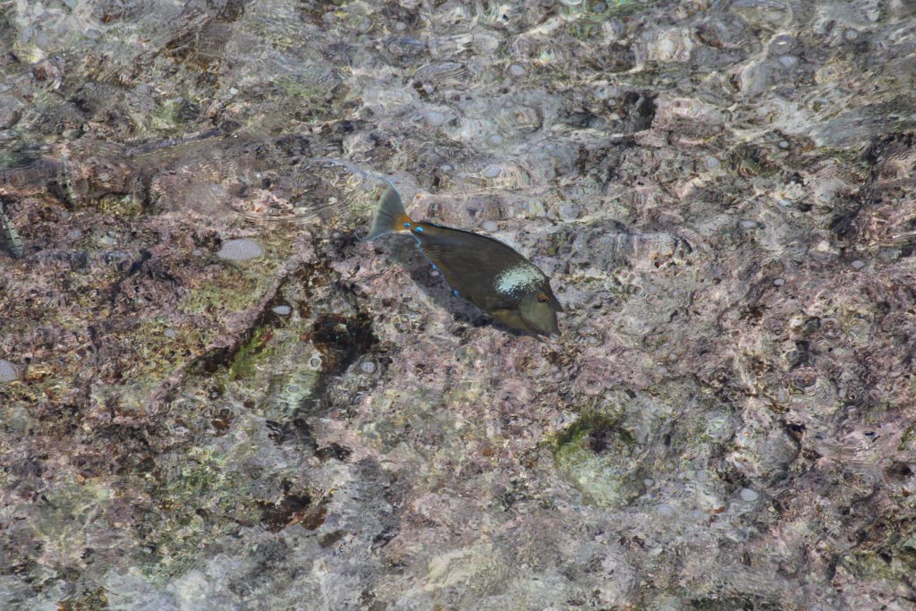 Blue-spined Unicornfish