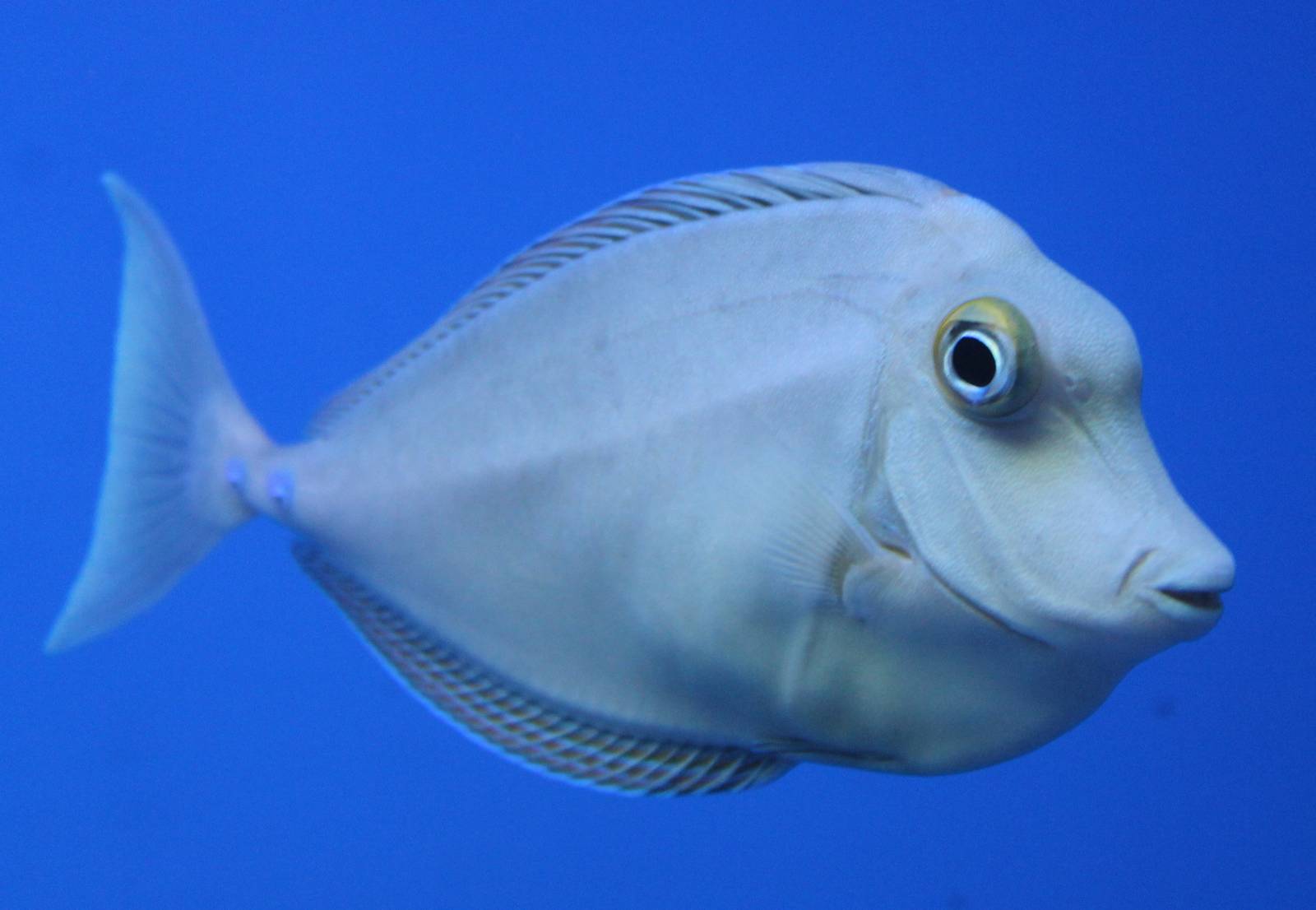 Blue-spined unicornfish