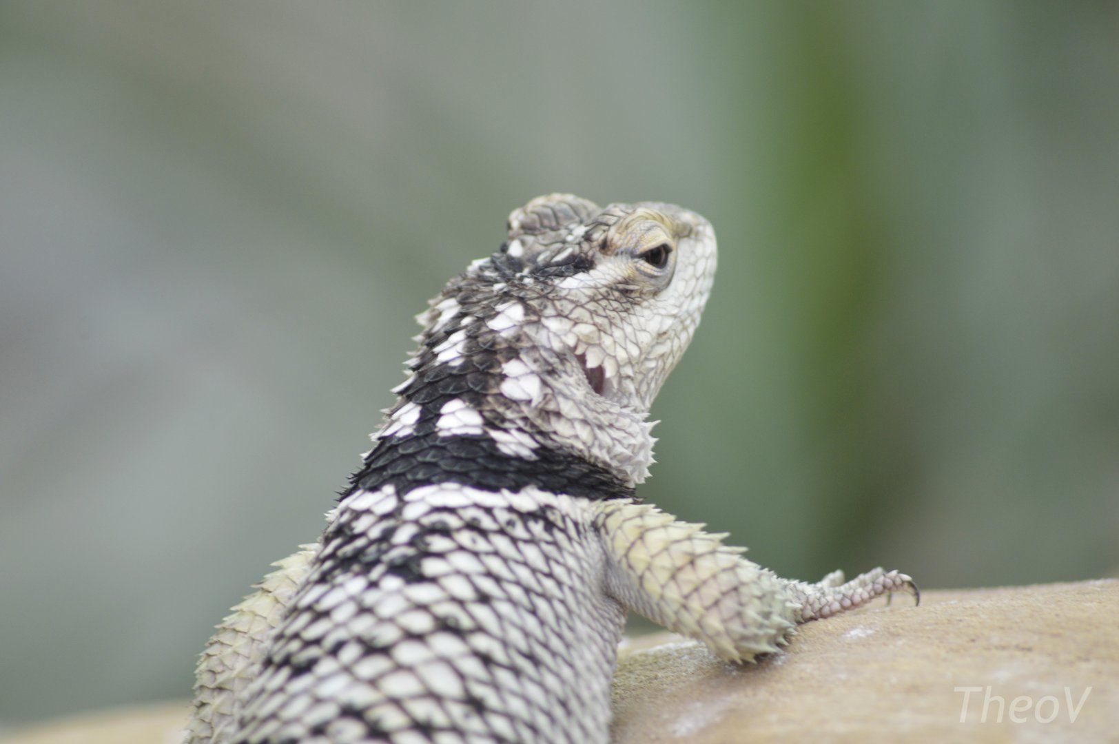 Blue spiny lizard [2017]