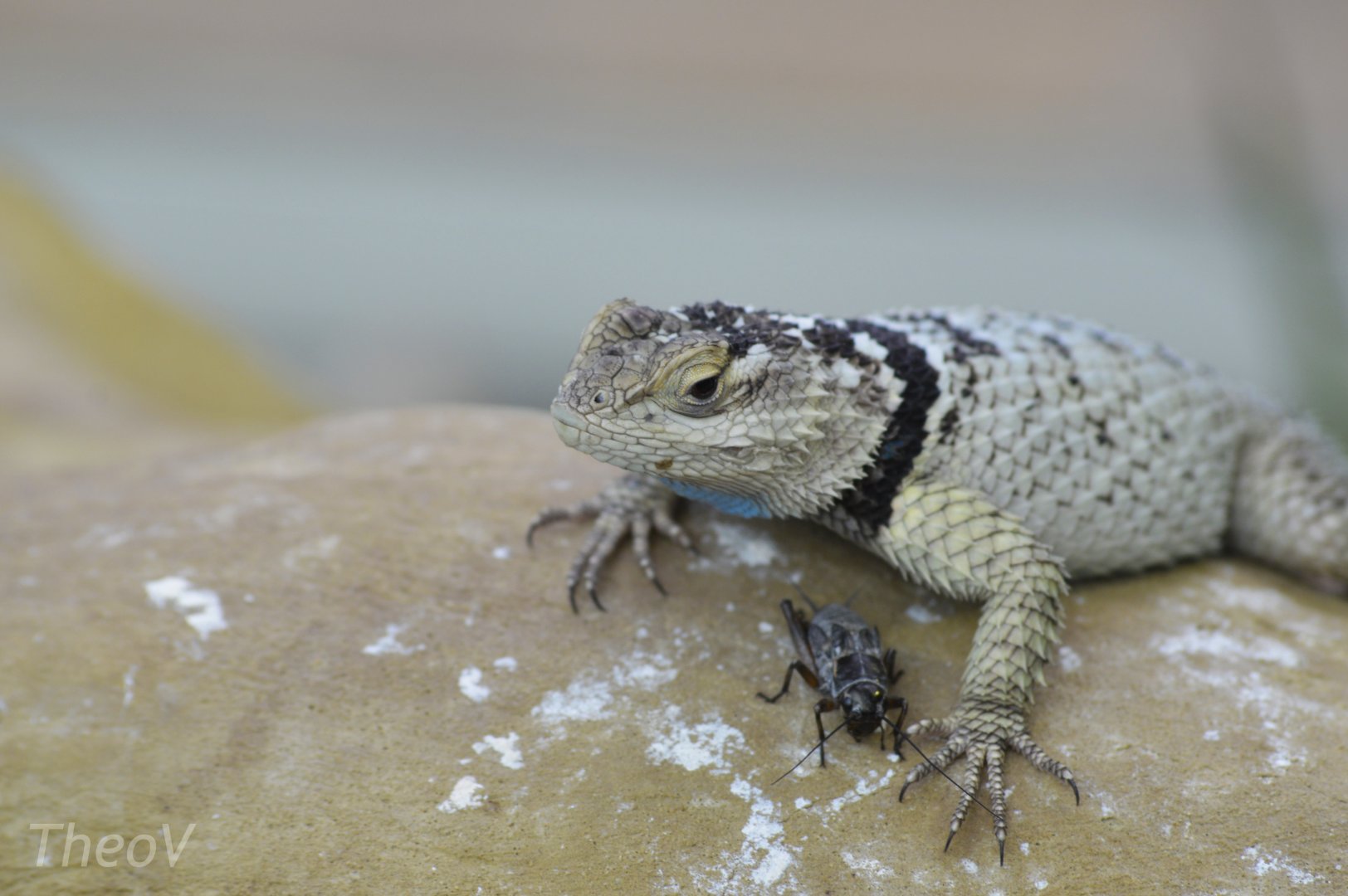 Blue spiny lizard [2017]