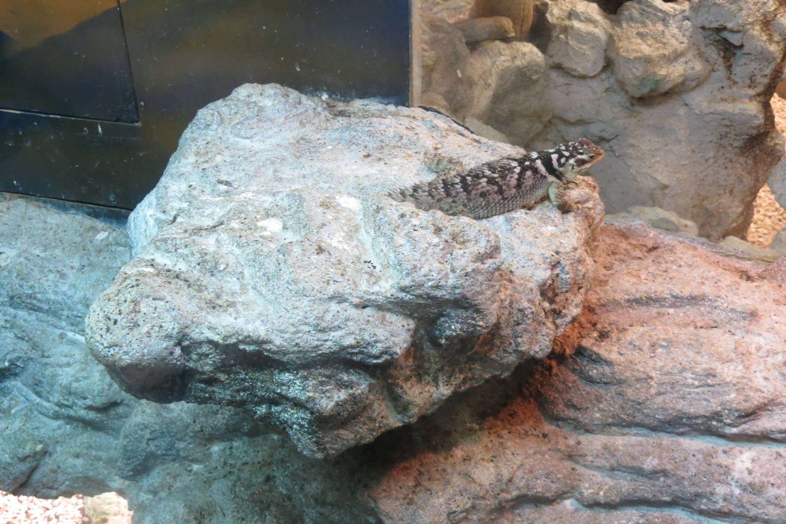 blue spiny lizard 210913