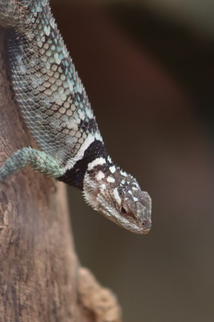 Blue Spiny Lizard- 7 July 2024