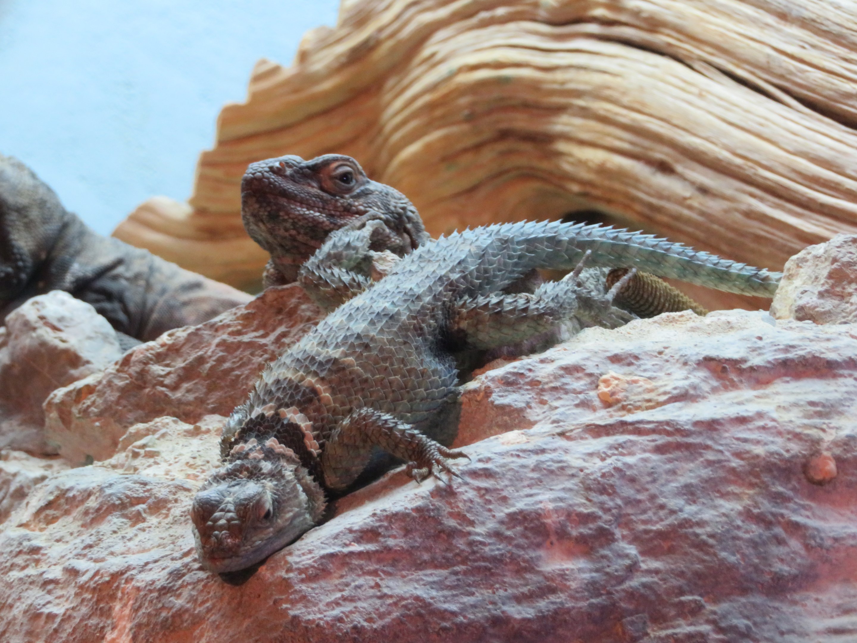 Blue Spiny Lizard and Chuckwalla