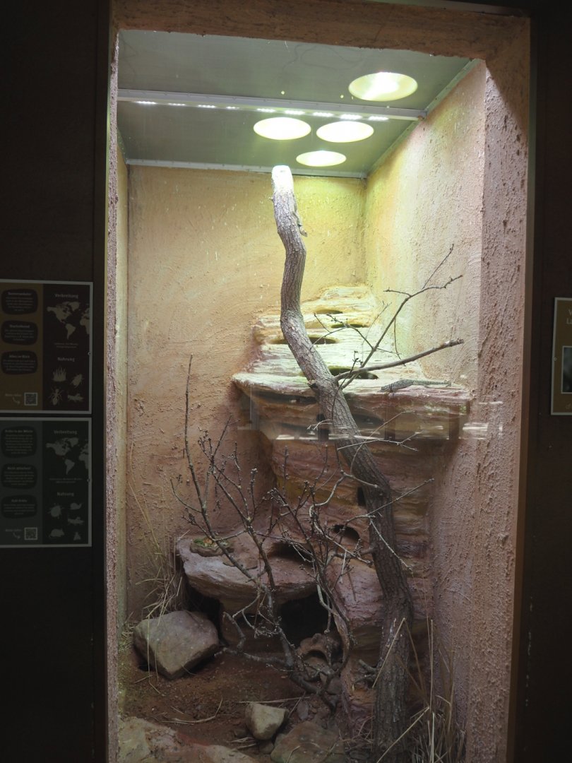 Blue spiny lizard and Colorado River toad terrarium, 2025-05-22