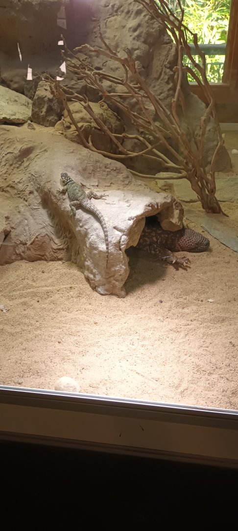 Blue spiny Lizard and Mexican beaded Lizard
