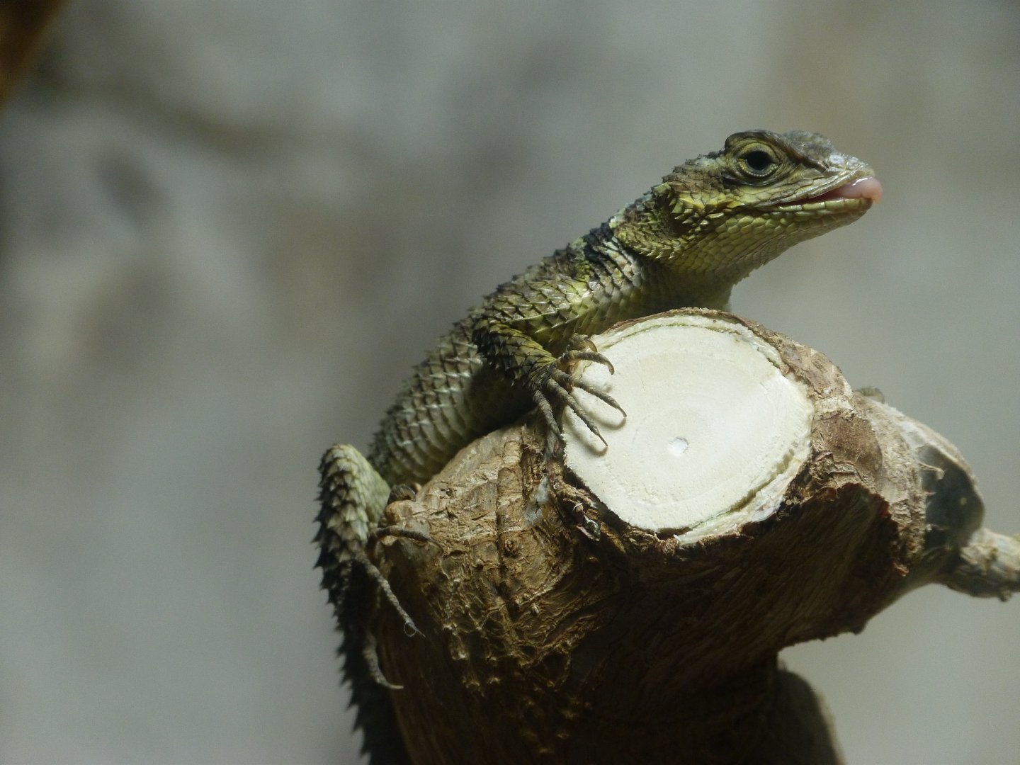 Blue spiny lizard -Aquarium Berlin (2024)